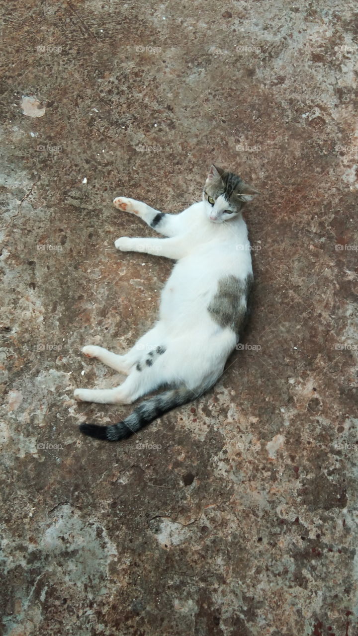 lazy cat