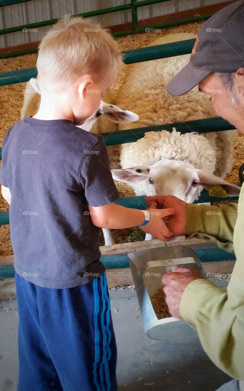 Farm Worker Helping Young Boy Hand Feed Hungry Sheep