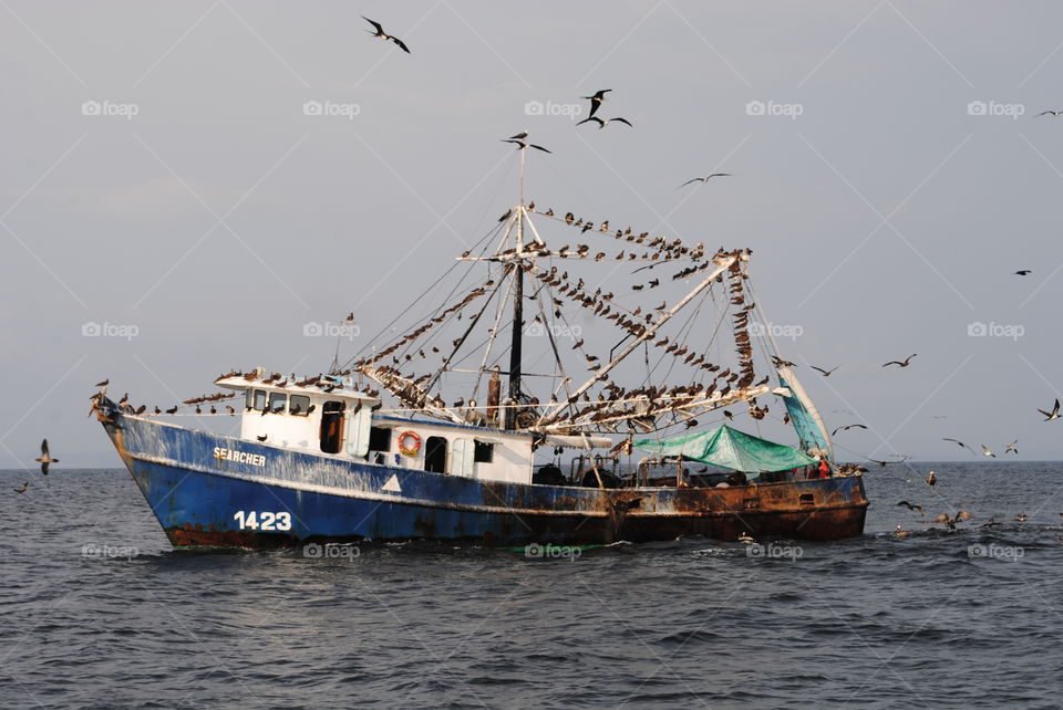 Fishing boats