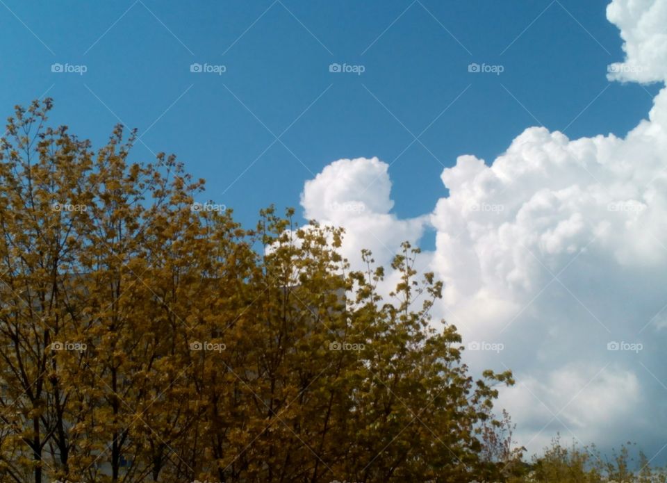 Tree, Landscape, Nature, No Person, Sky