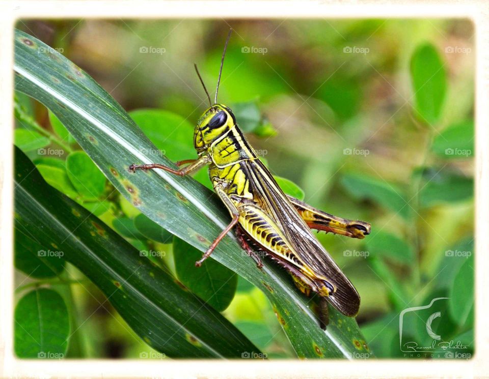 Grasshopper