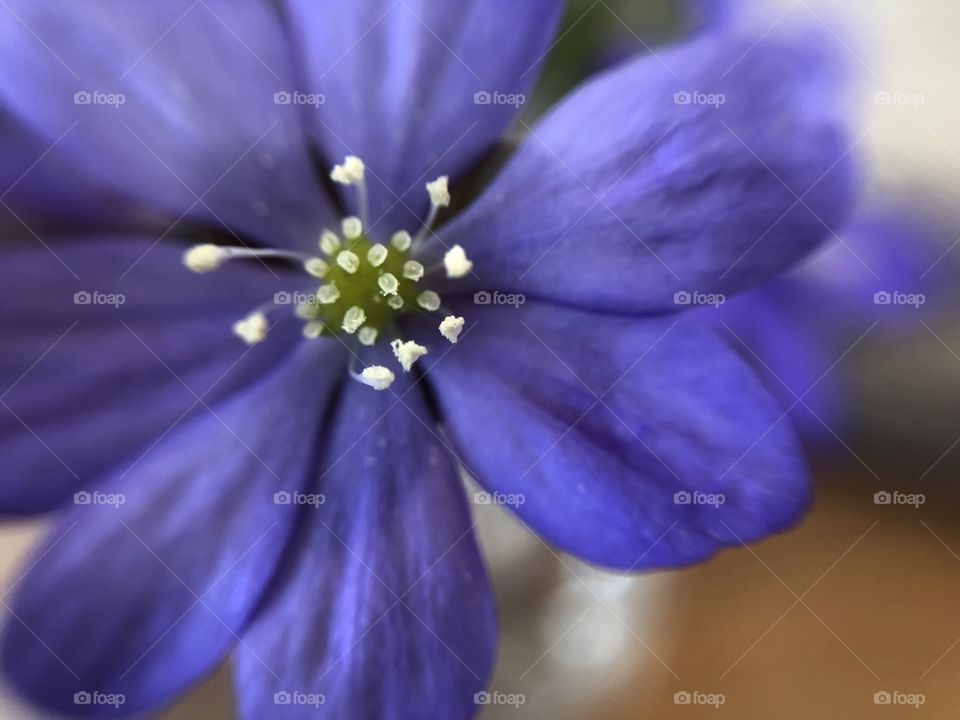 Hepatica