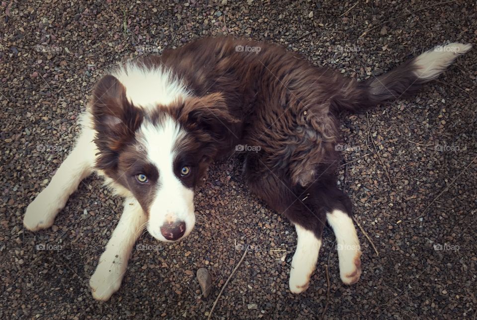 Red and white border collie puppy