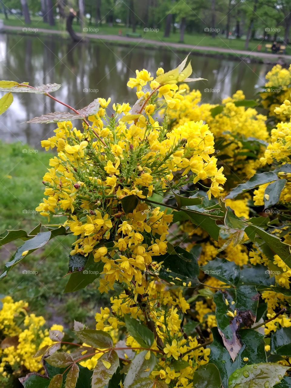 Yellow flowers