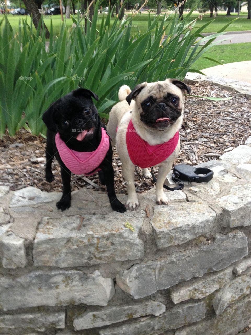 Pugs at the park