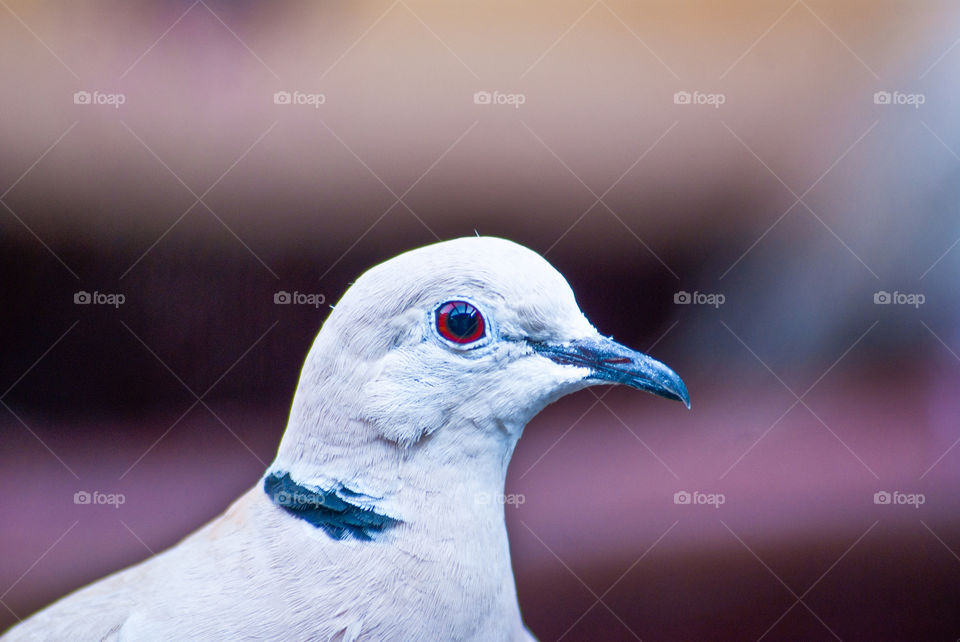 red eye on a white dove