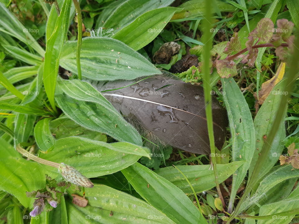 Between the green grass and the green plants lies a lost dark feather of a bird. There are some water drops on the spring.