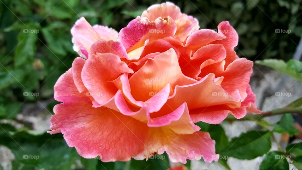 rosa flowers