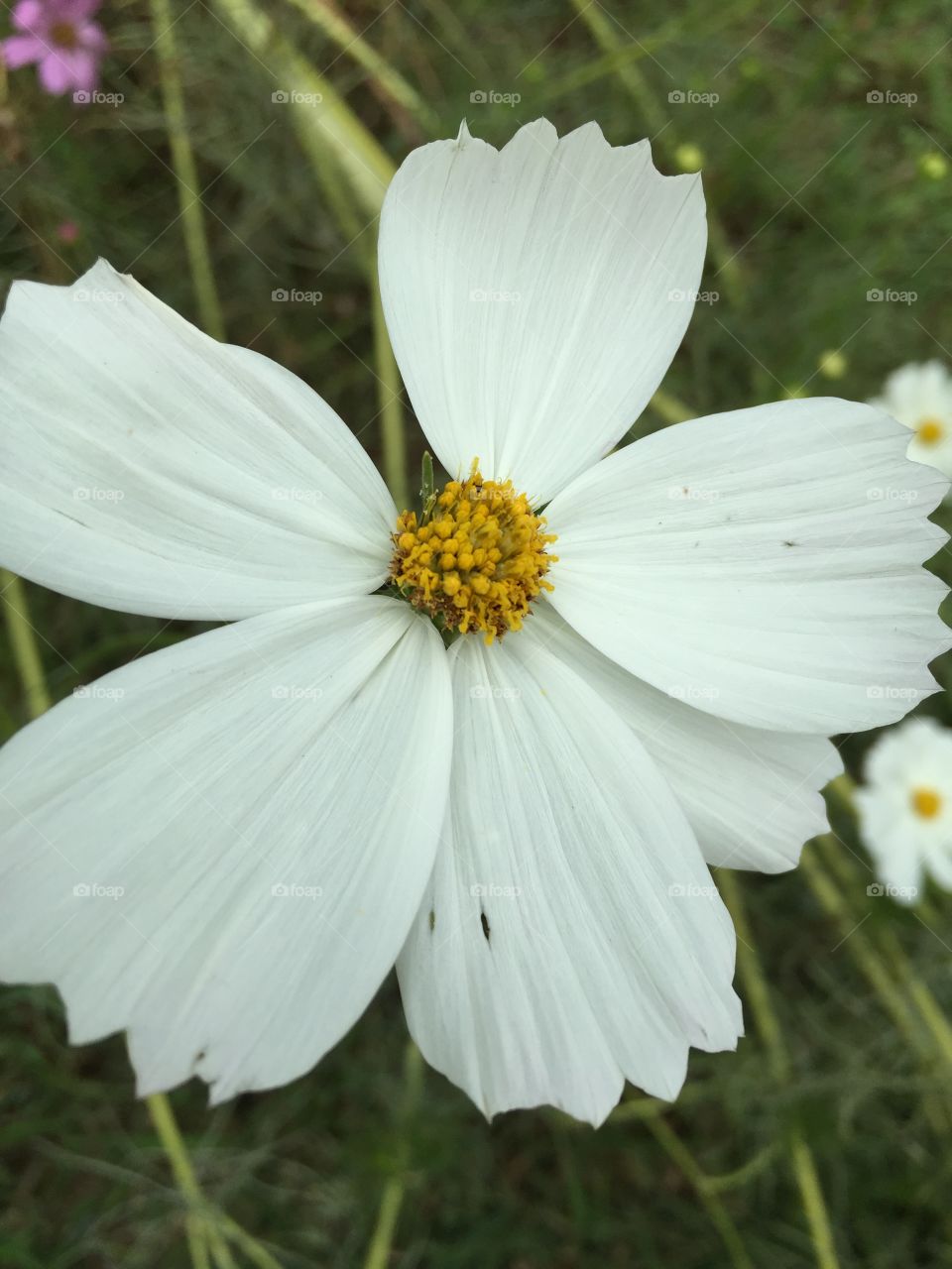 Close-up of white flower