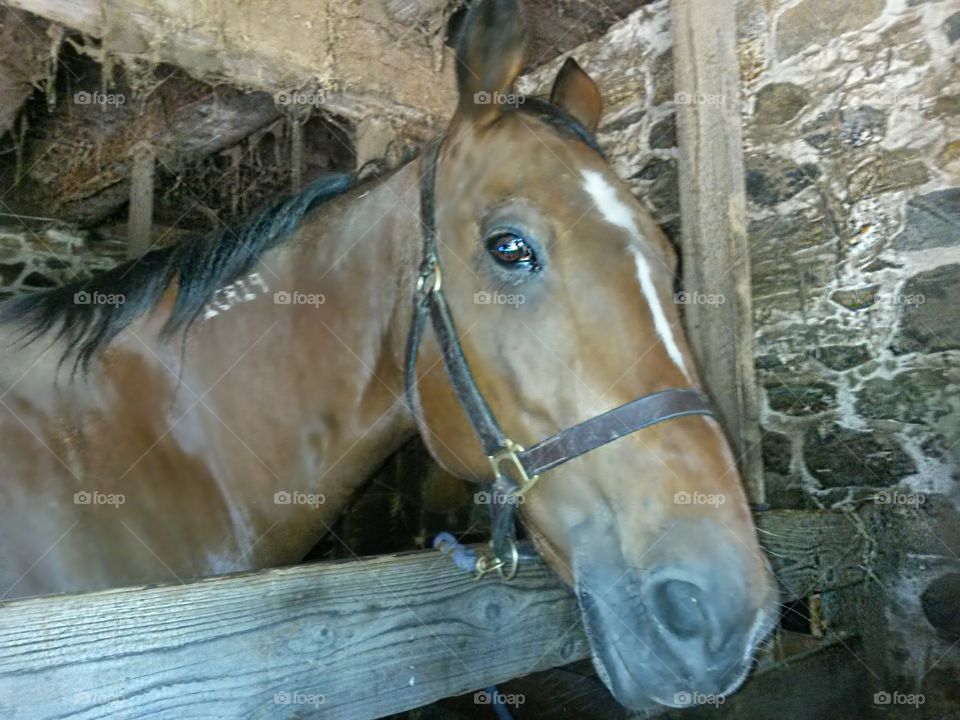 A Retired  Racehorse