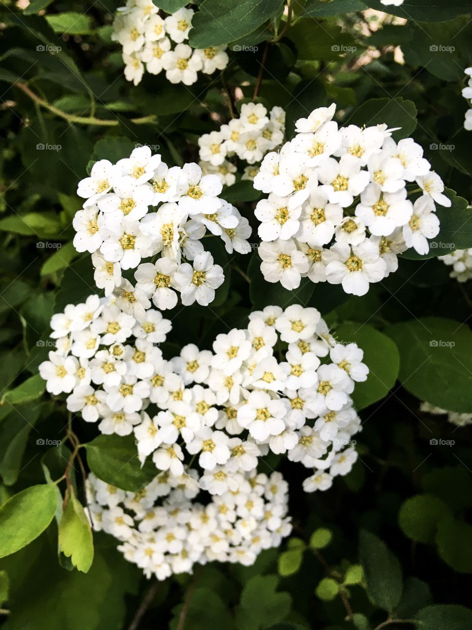 The spring blooming bush. White beautiful small flowers background. Green leaves and white flowers texture. 