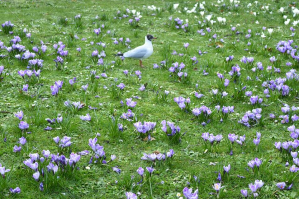 Bird in a field of crocuses