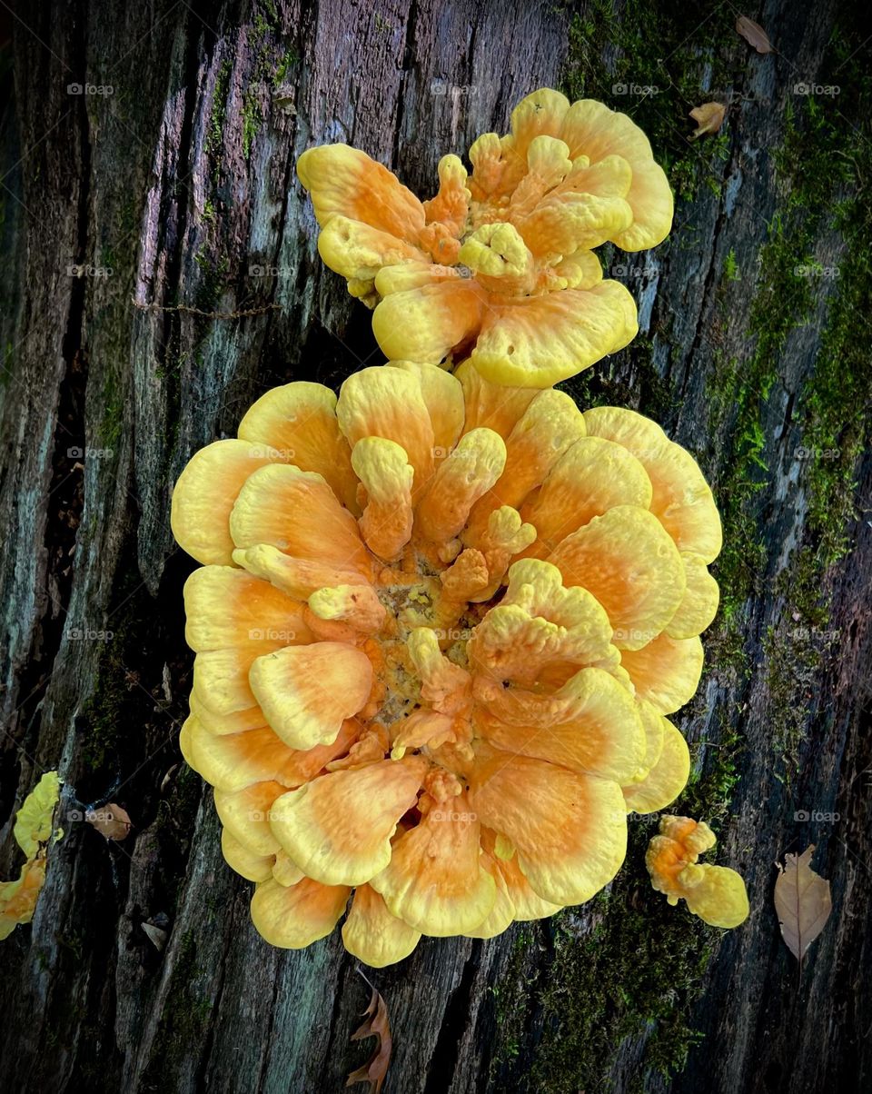 Mushroom mission. Closeup of yellow/orange, edible fungi growing on a dead log