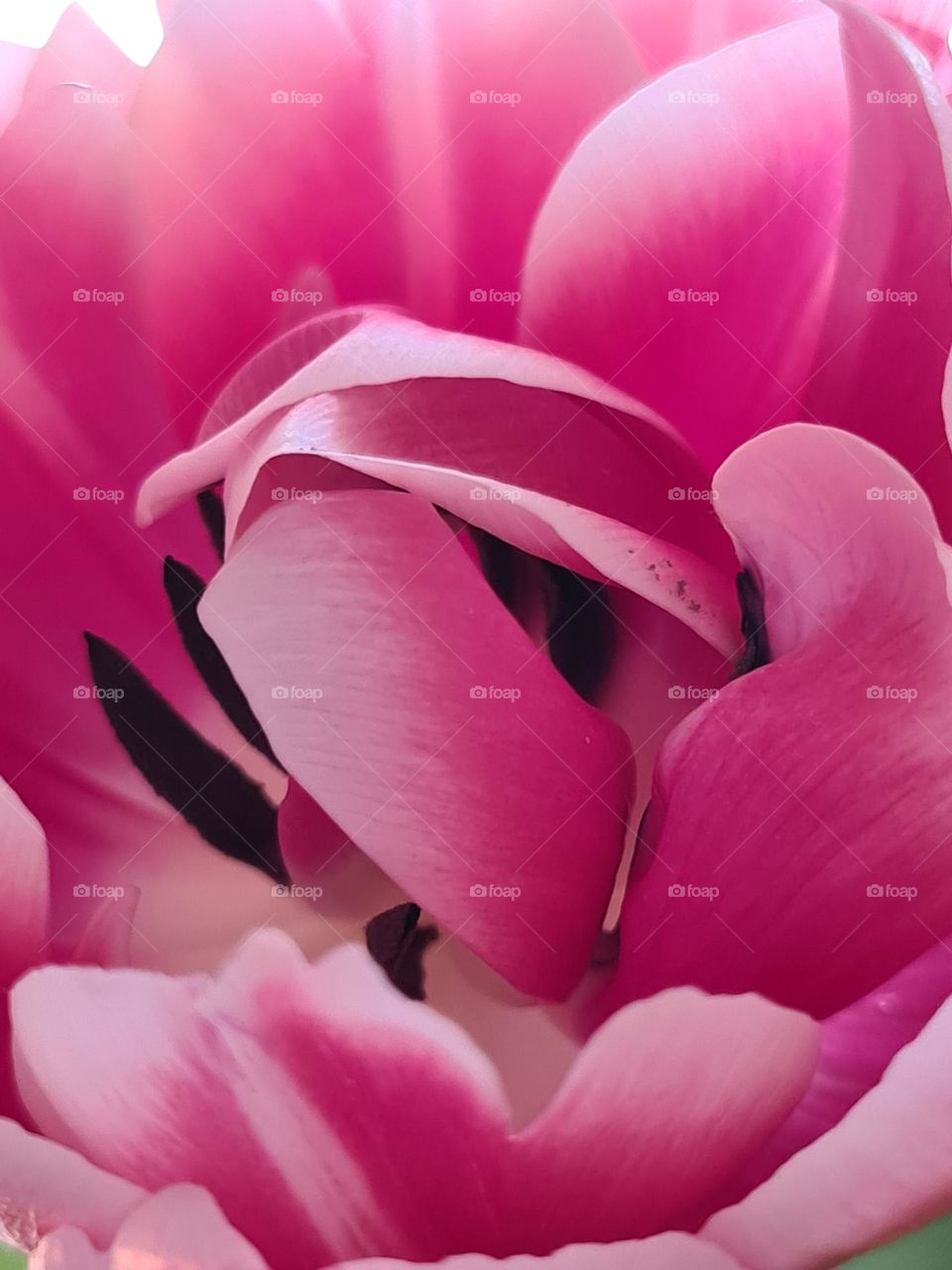 Close up of a tulip