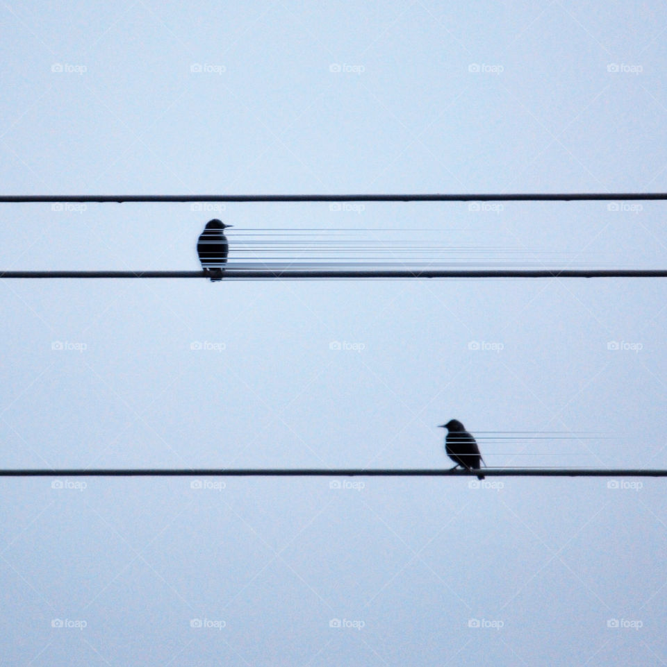 Pair of Starlings