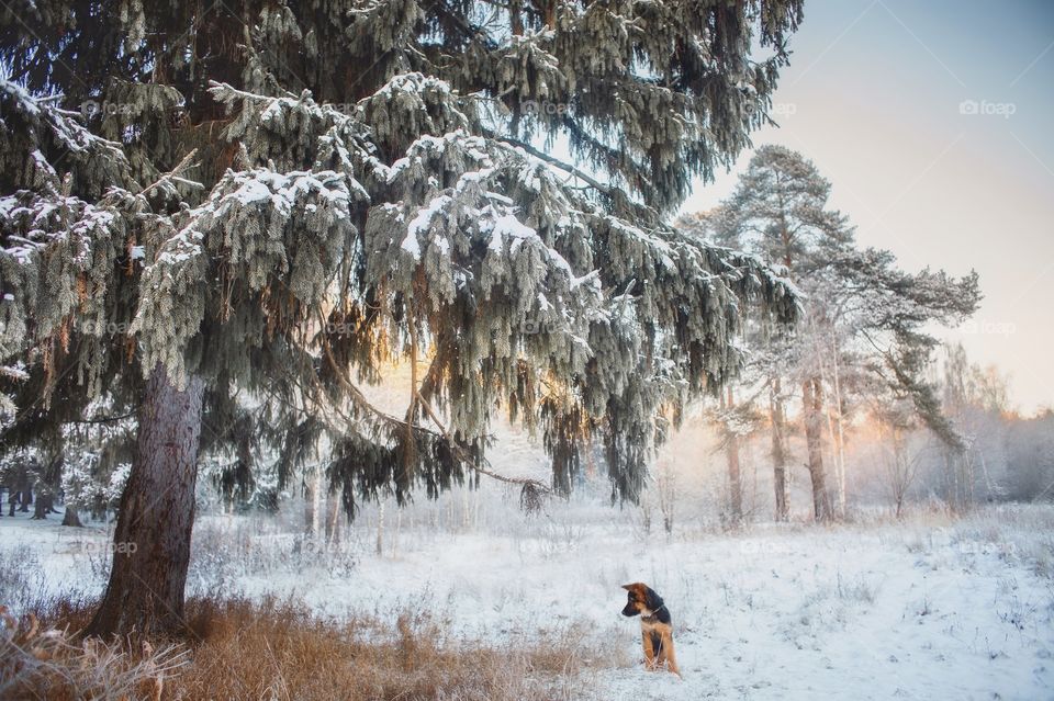 German shepherd puppy in a winter park 