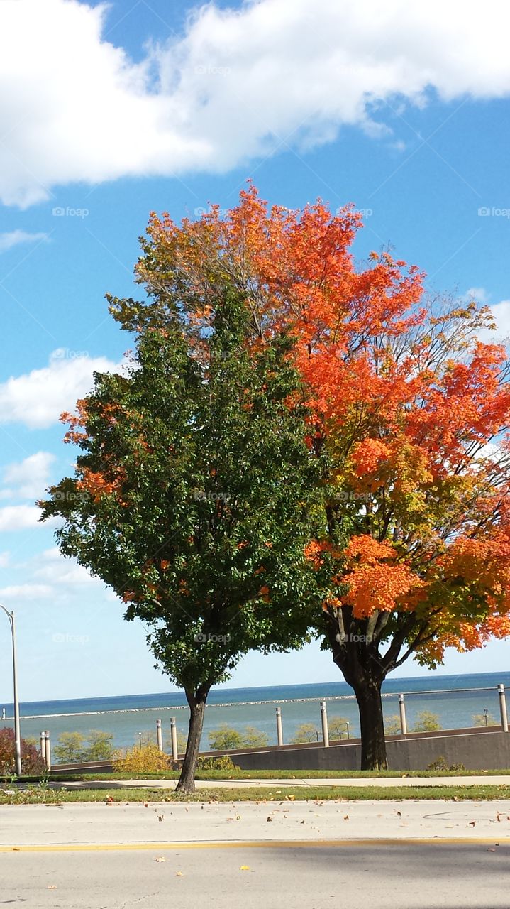 Trees in Transition. Maples turning colors 