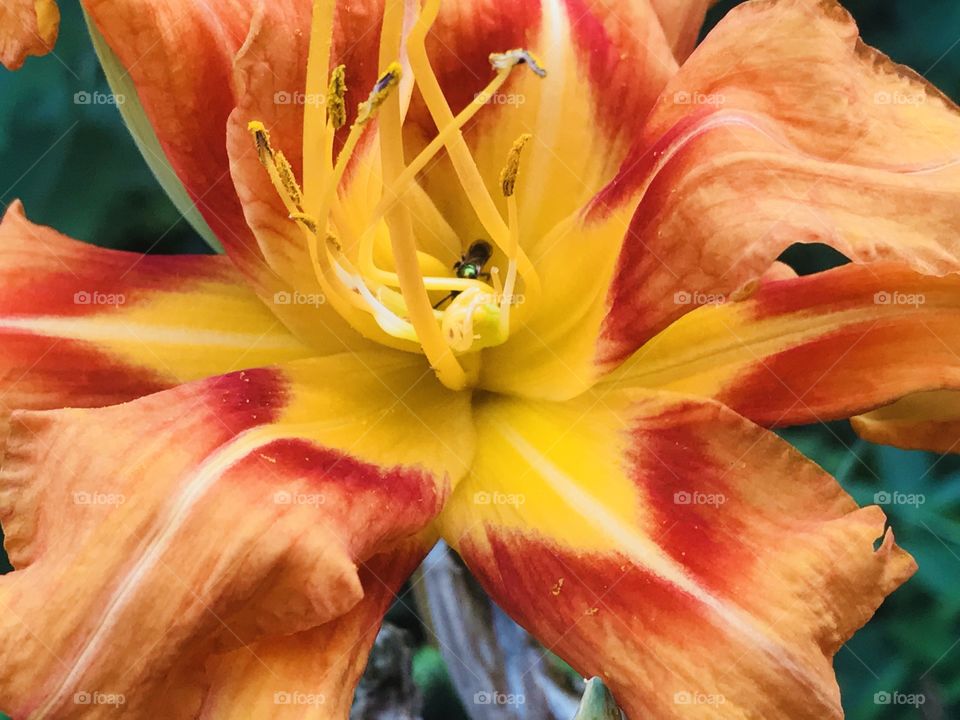 Close up of an orange Lilly 
