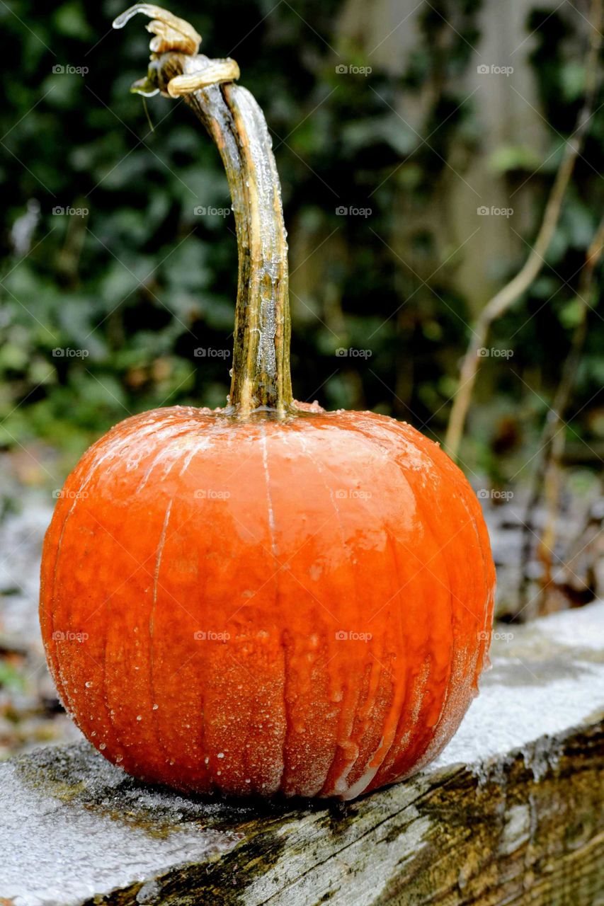 Frozen pumpkin