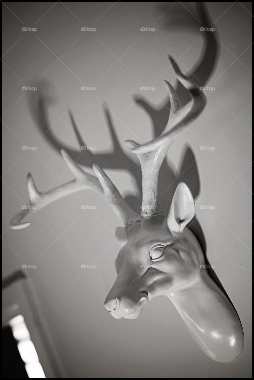 Stag