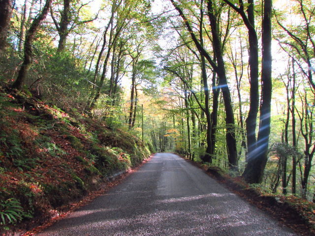 I've nicknamed this pheasant road due to the many near misses as they run out in front of the car, not a thought for their safety