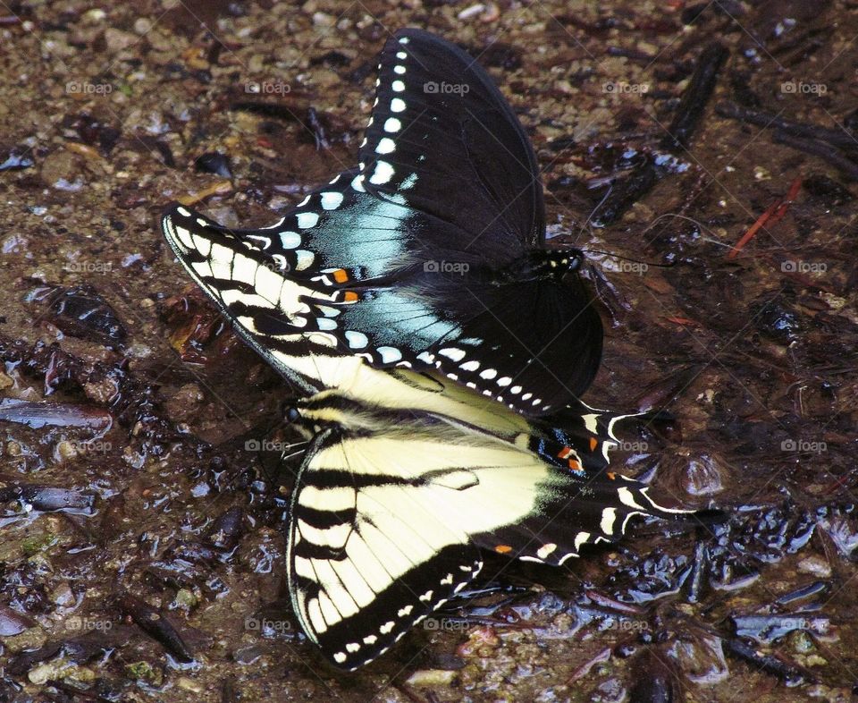 A tiger swallowtail butterfly and a Spicebush swallowtail butterfly drinking from a shallow puddle. 