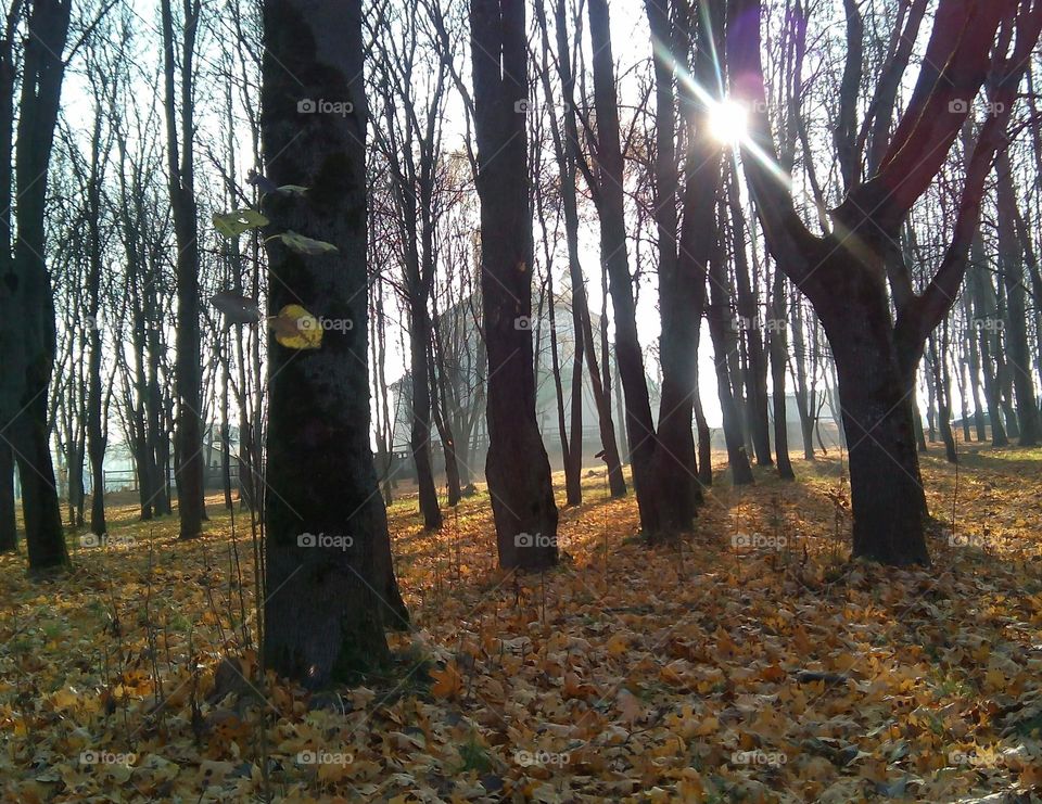 Tree, Wood, Fall, Landscape, Backlit