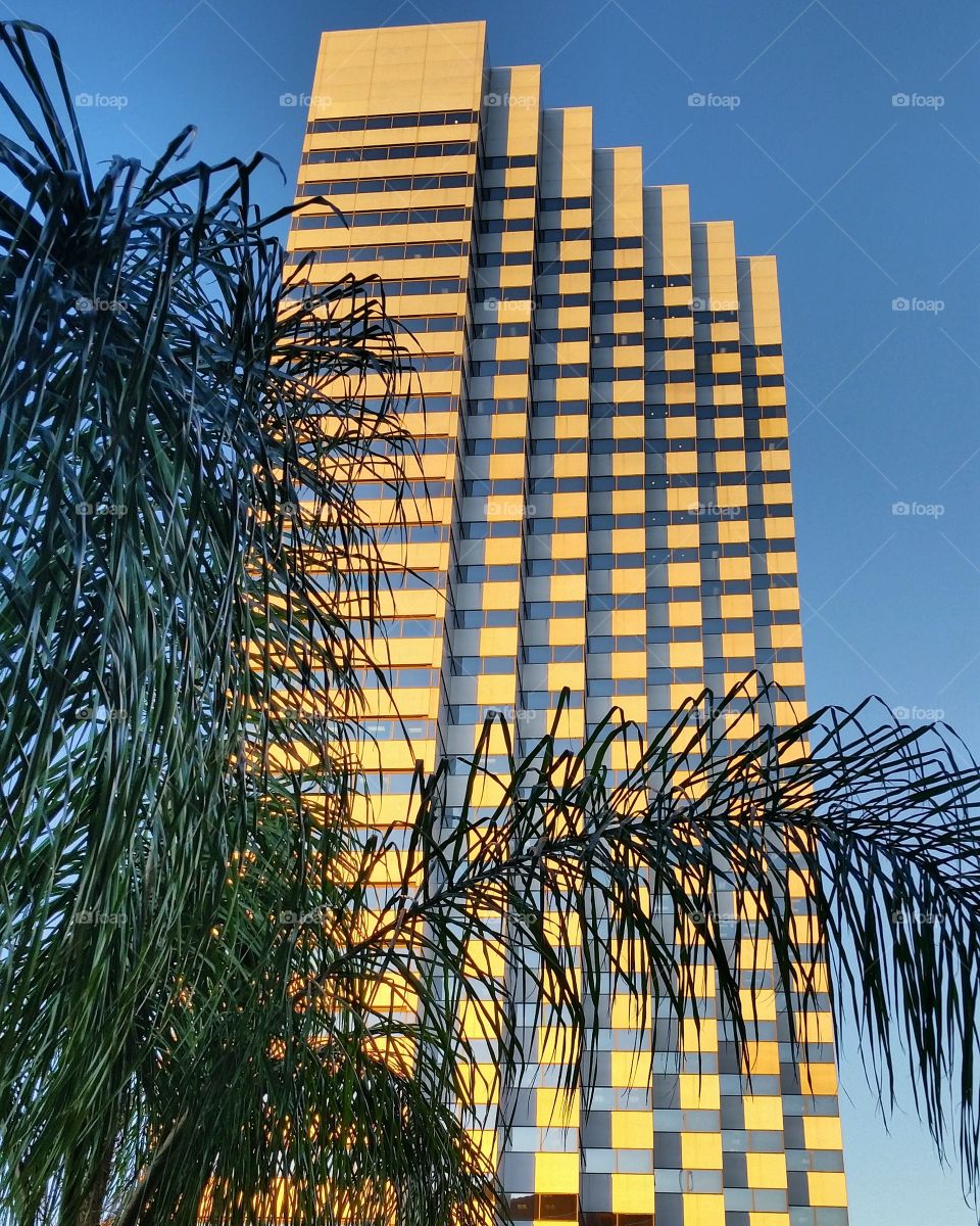 Palm Tree Skyscraper