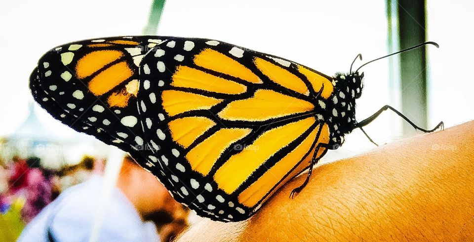 The Butterfly with the coolest spots. Flight of the Monarch