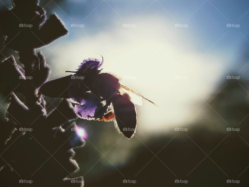 Silhouette of a single bee pollinating a purple Mexican sage flower at sunset that is backlit by the sun and a blue sky.