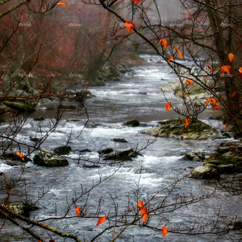 The creek in winter