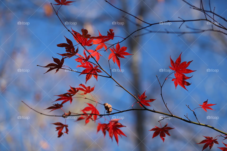 Leaf, Nature, Fall, Tree, Season
