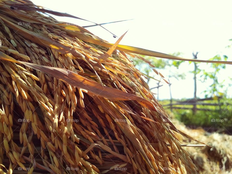 Harvesting rice