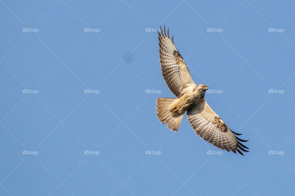 Buzzard in flight