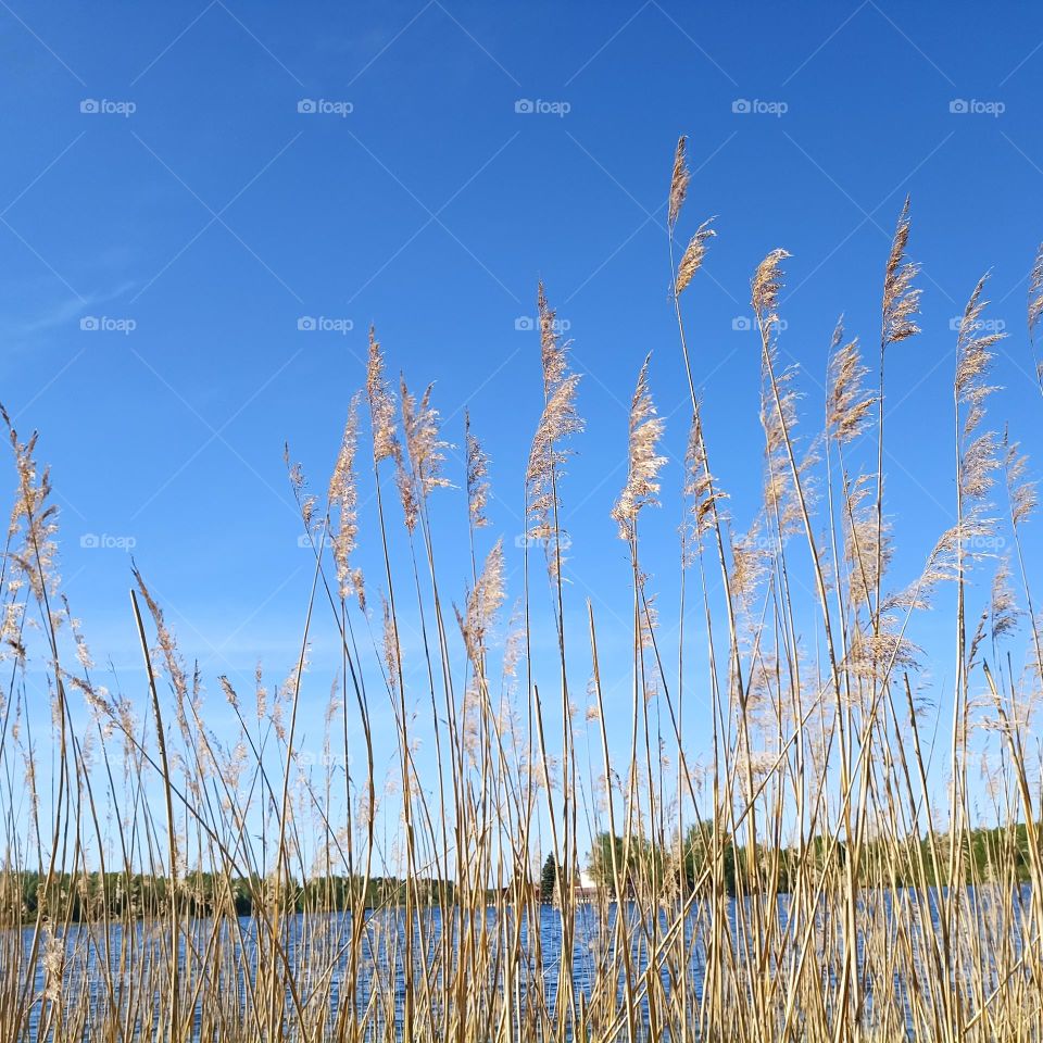 grass on a lake shore beautiful nature landscape blue sky background view from the ground