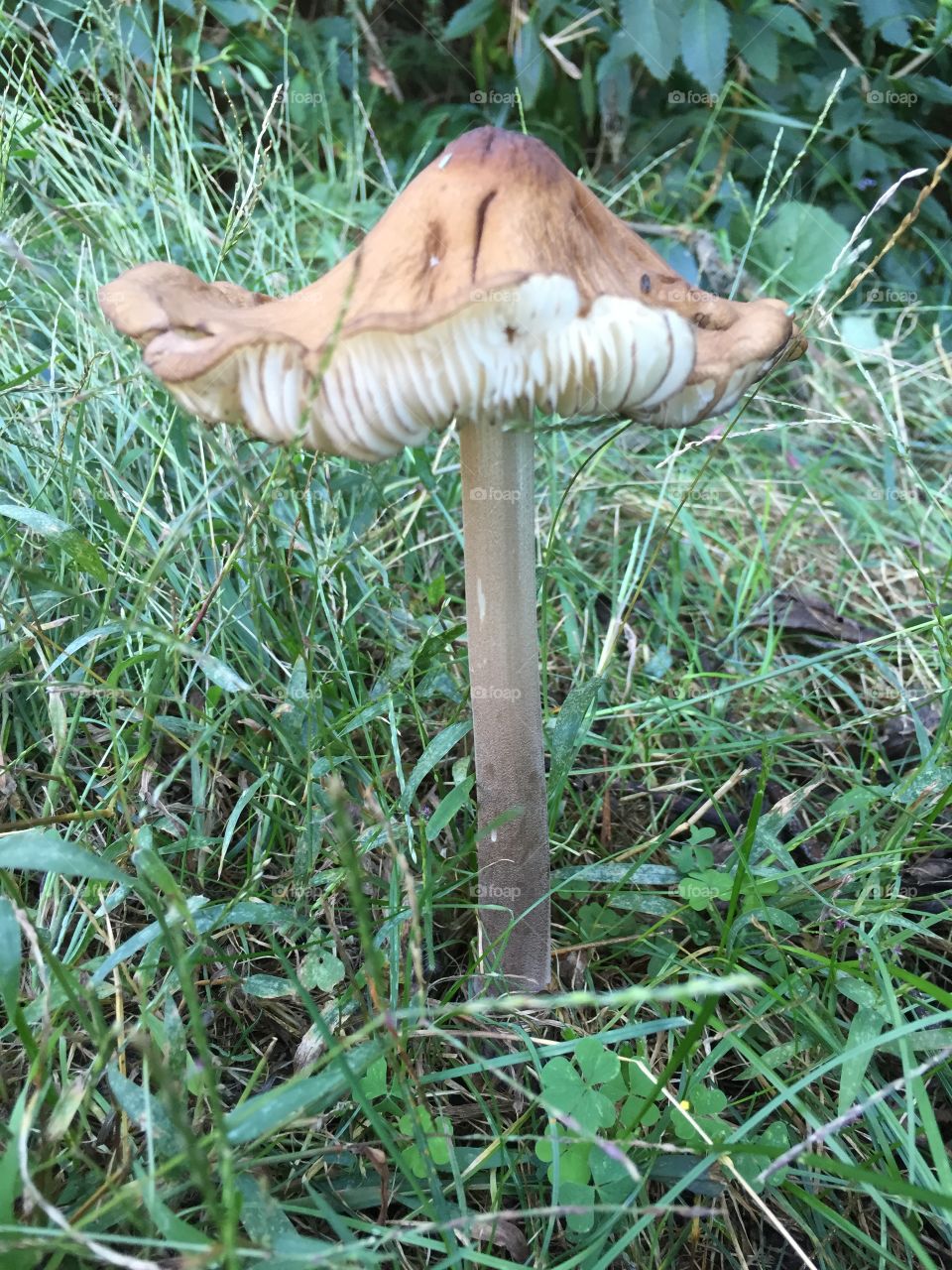 Mushroom