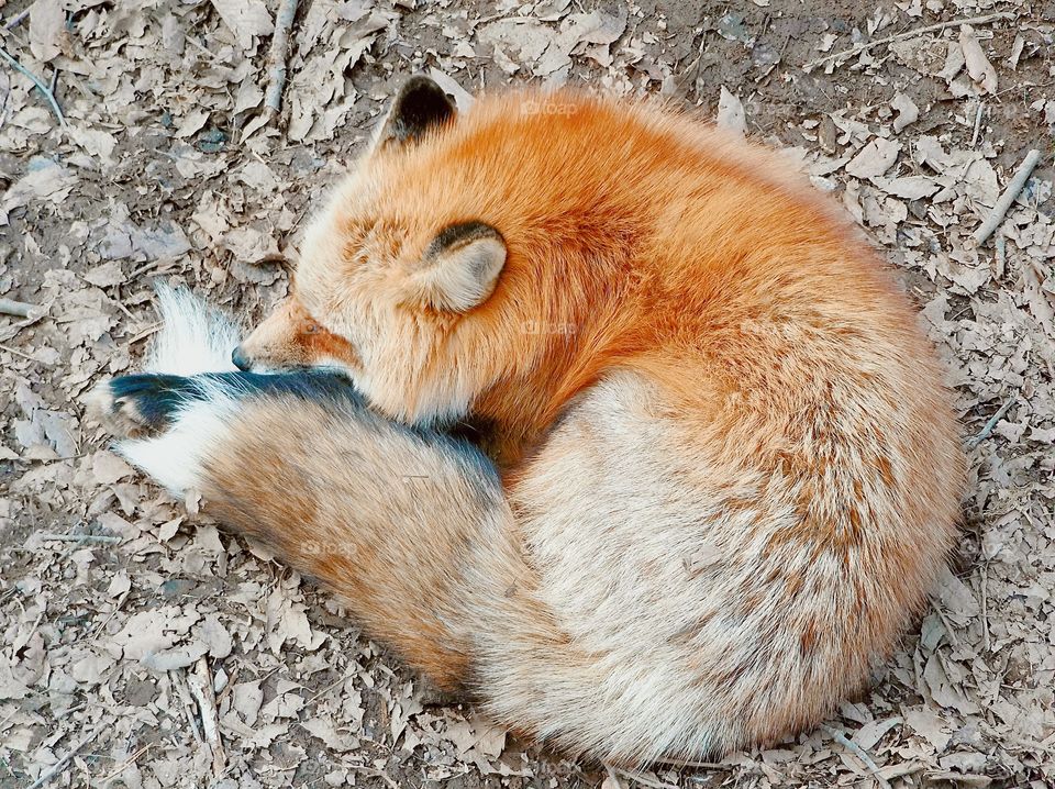 Curled up Orange Fox