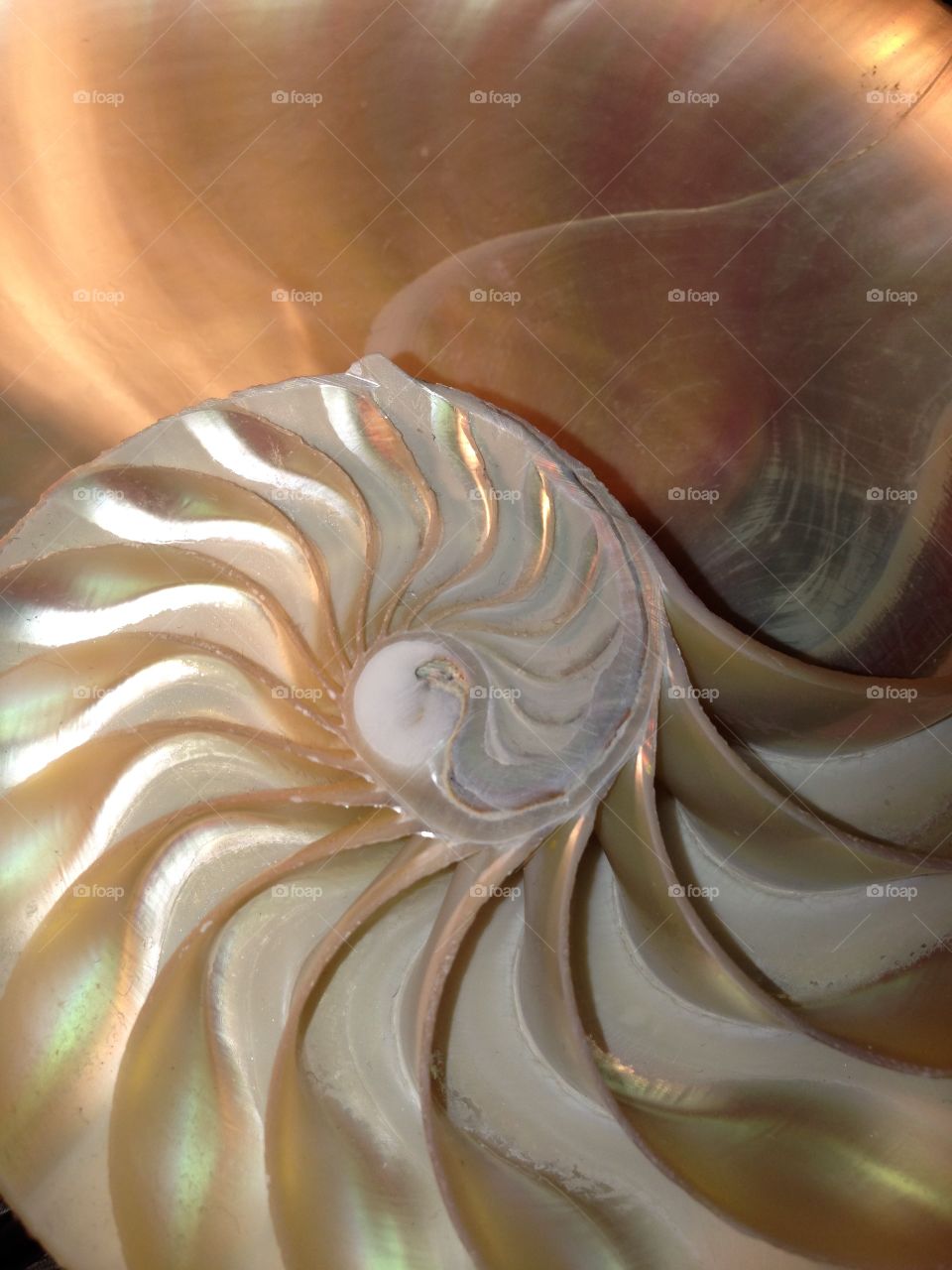 Nautilus shell cross section spiral symmetry pompilius seashell 
