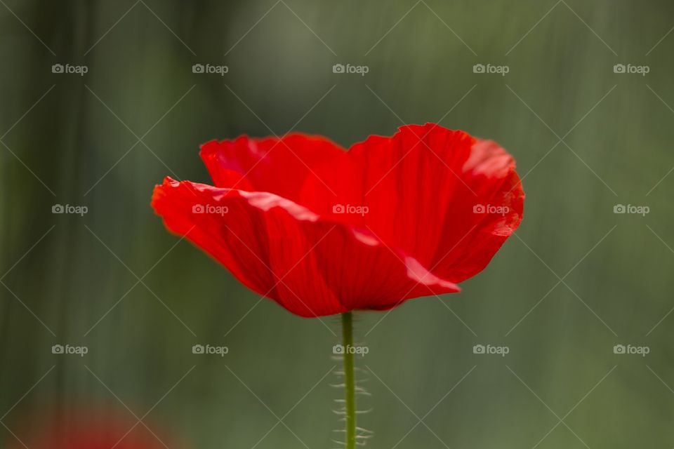 Poppy flower