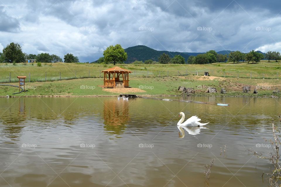 Mission Birds&Bees - Nature in Motion