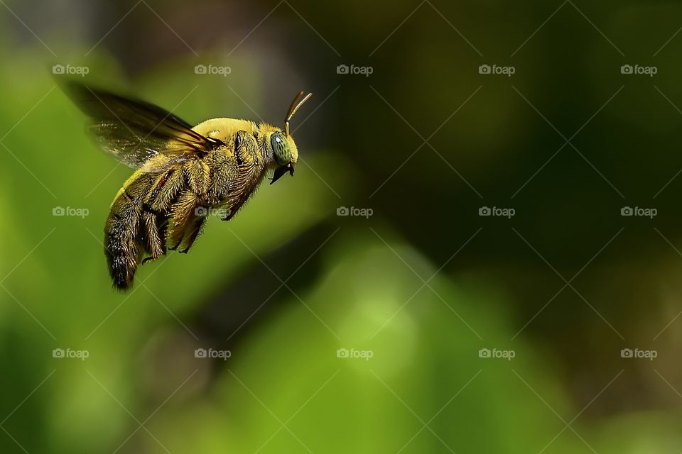 carpenter bee.