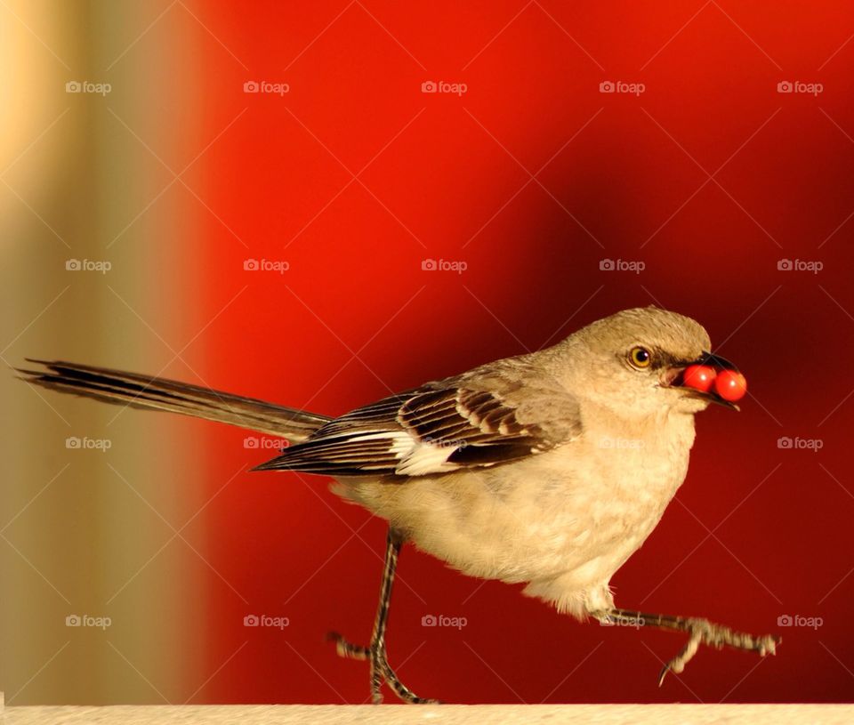 Run run run with the lovely red berries