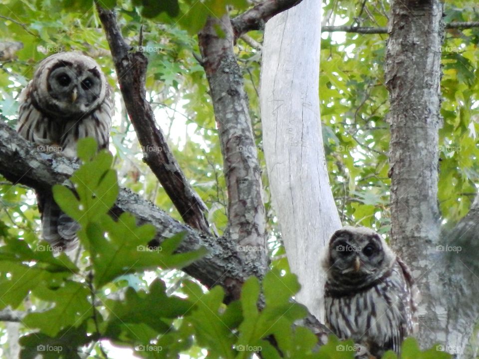 two owls in a forest