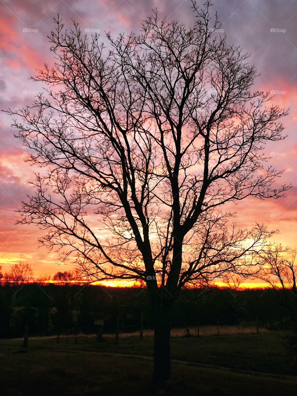 Bare tree with sunrise