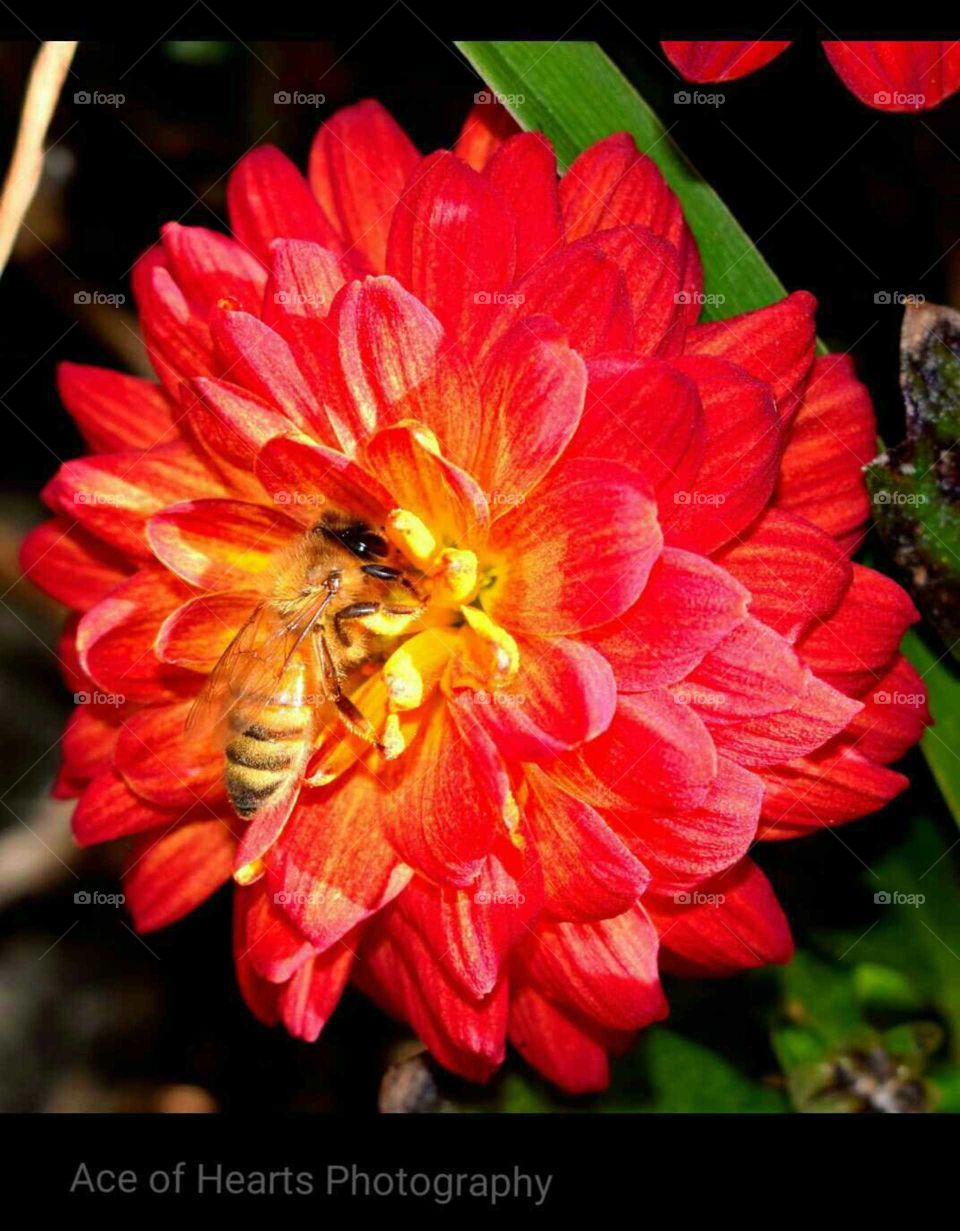 Honey Bee in bloom
