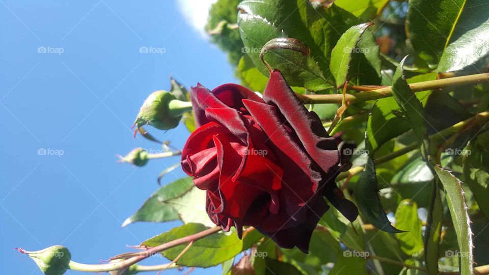 Rose garden in Portland. 
Are you rose and yes I am dark red roses,  it beautiful colour Olson smell nice and beautiful so it let you know that summer coming soon.