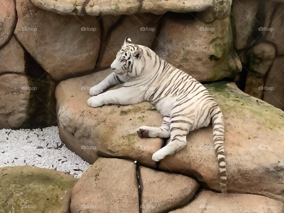 White Tiger