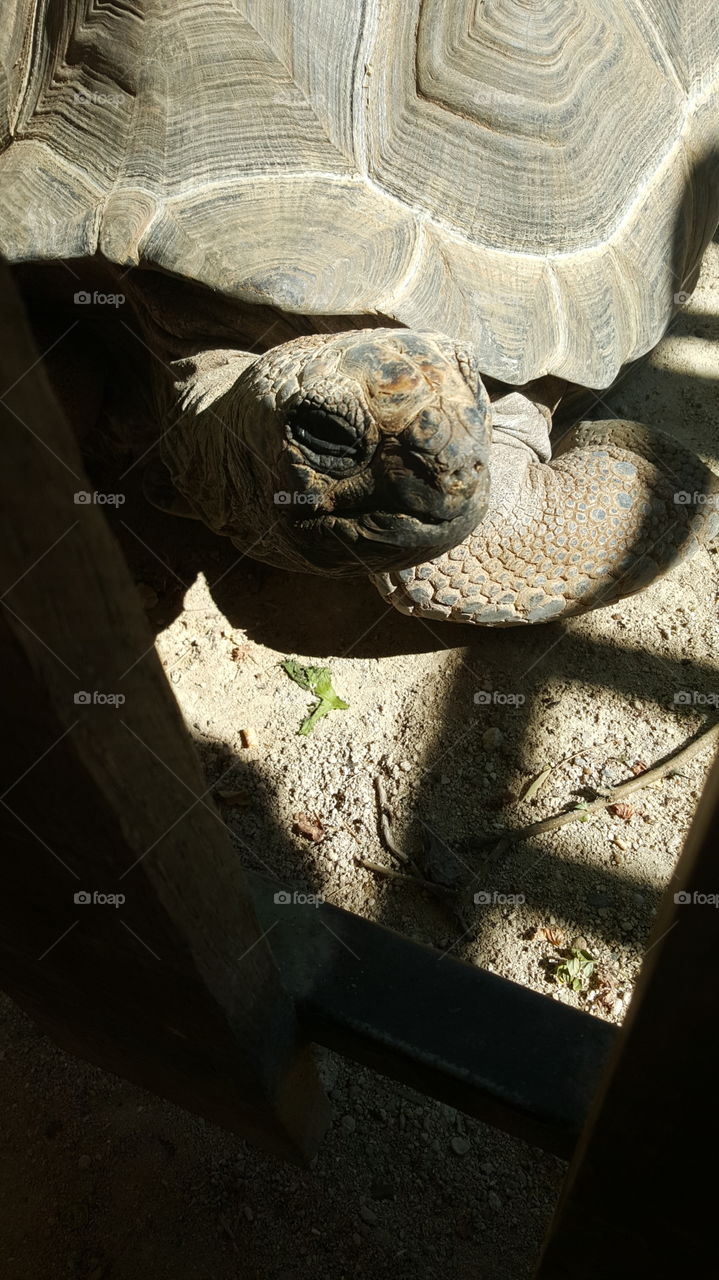 Nature, No Person, Turtle, Reptile, Tortoise