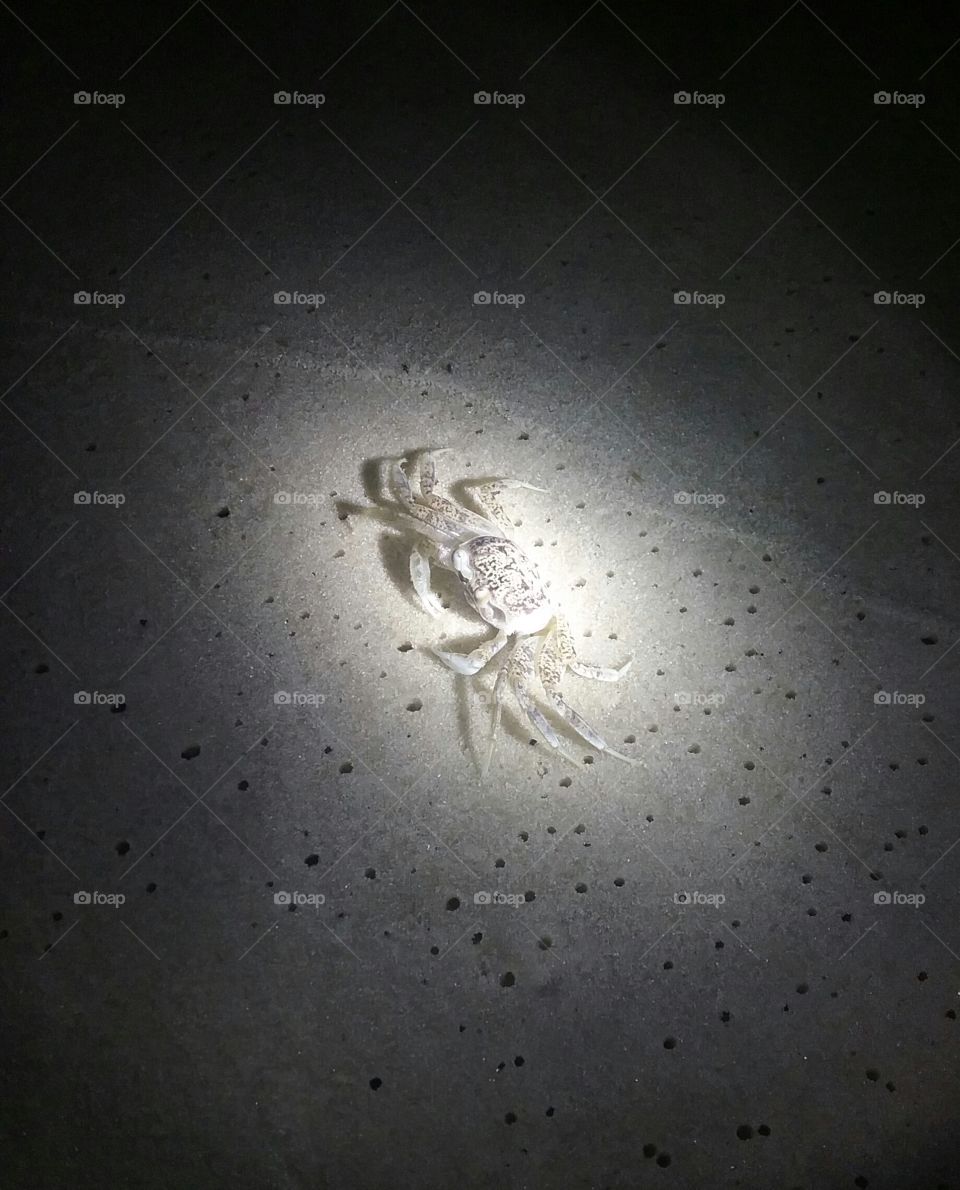 sand crab