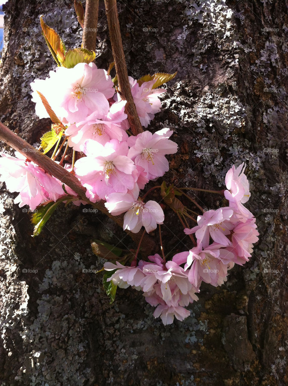 Sakura